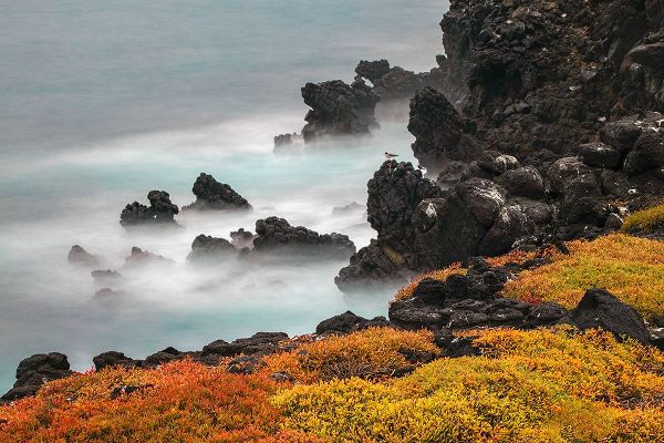 Jones, Adam 아티스트의 Rocky shoreline covered in Sesuvium-South Plaza Island-Galapagos Islands-Ecuador작품입니다.